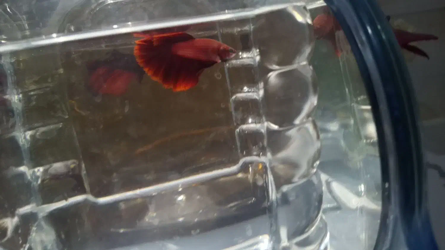 فایتر|ماهی|رشت, نظری|دیوار