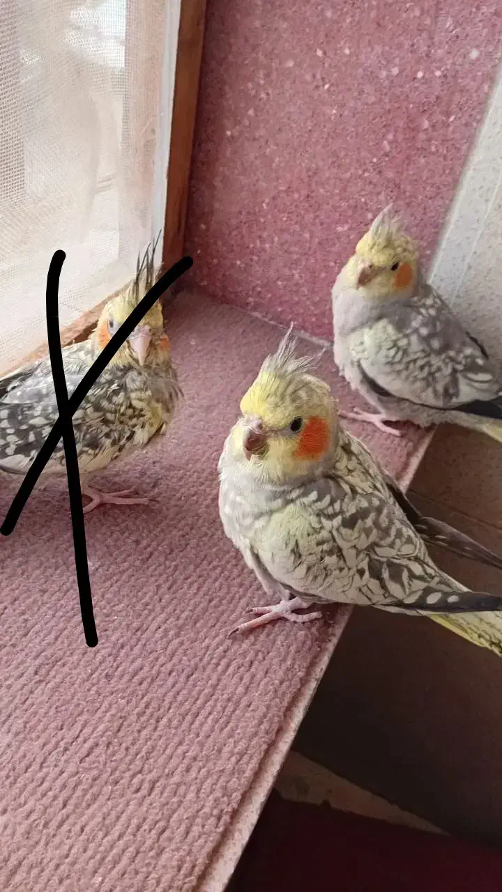 عروس هلندی|پرنده|رشت, استقامت ۲|دیوار