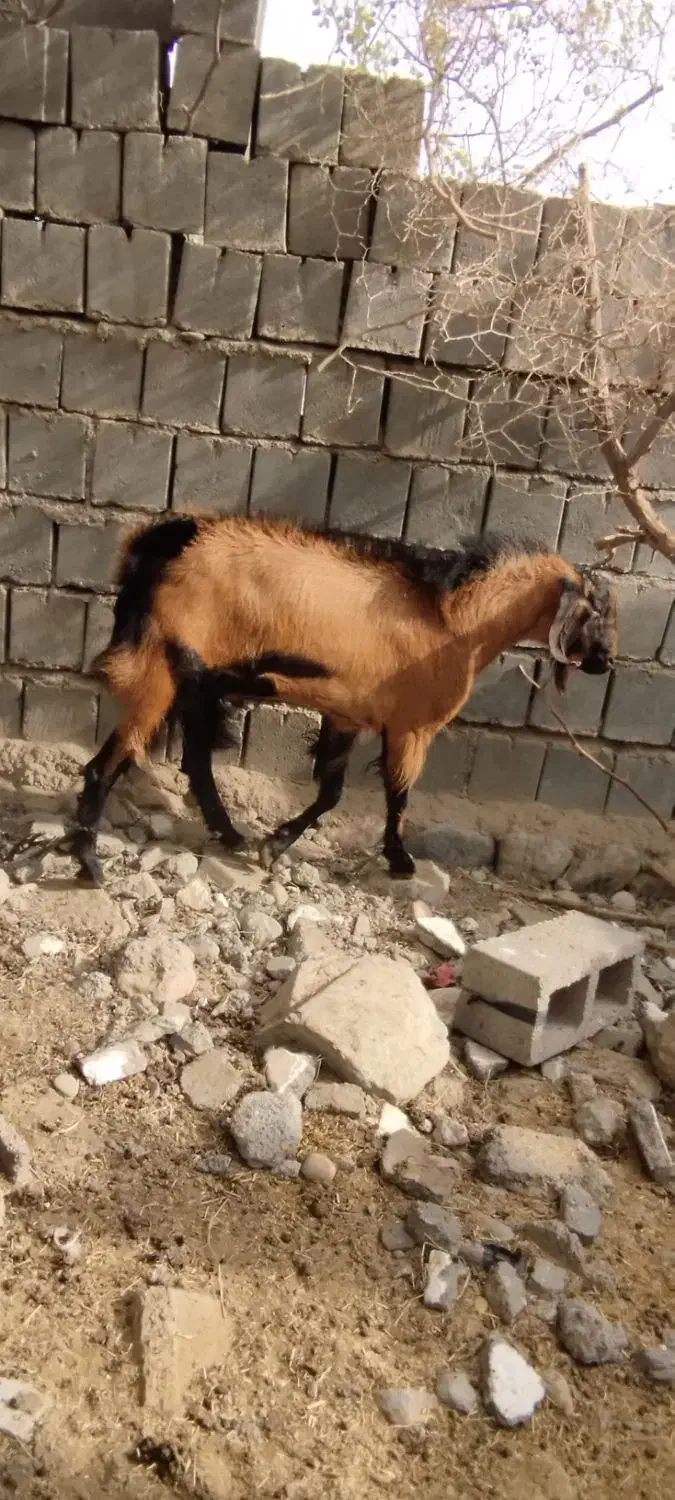 نری مخصوص داشت رودان|حیوانات مزرعه|رودان, |دیوار