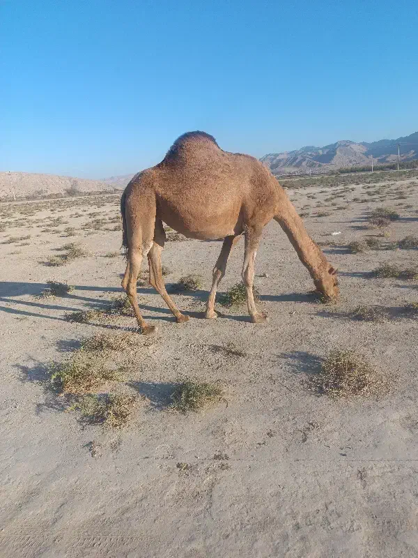 شتر|حیوانات مزرعه|قیروکارزین, |دیوار