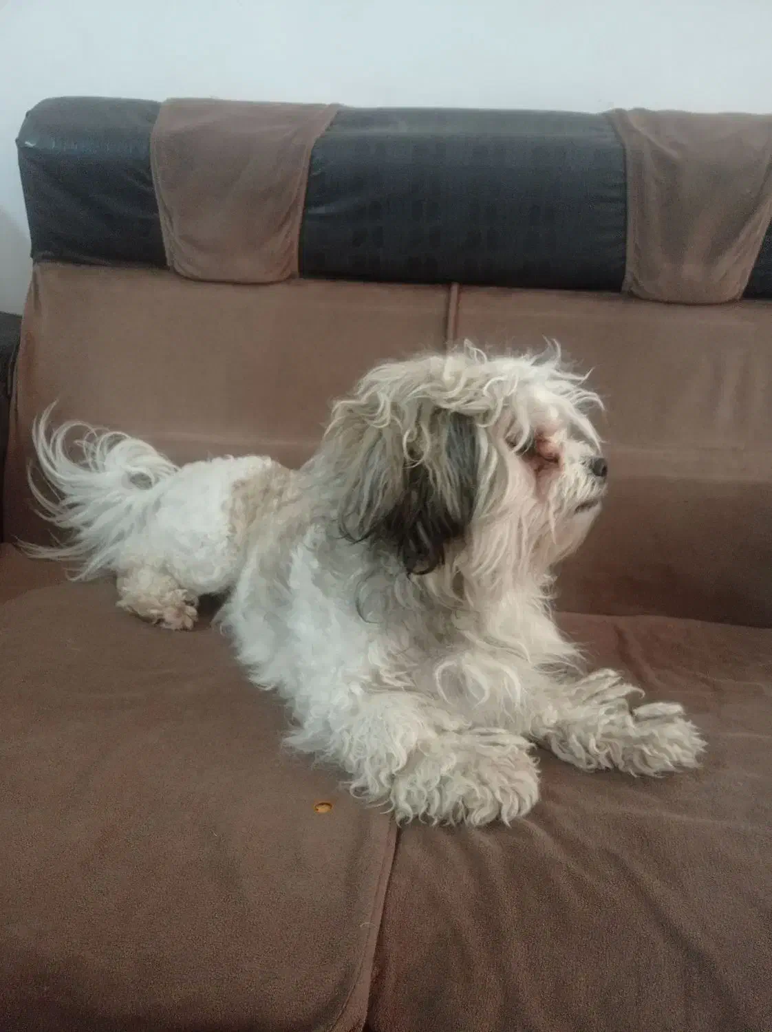 ماده|سگ|حمیدیا, |دیوار