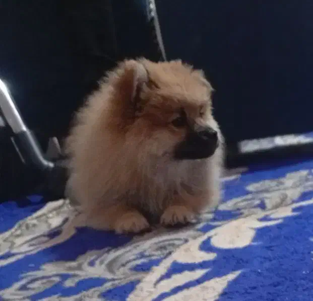 سگ پامر خرسی|سگ|شیراز, ارم|دیوار