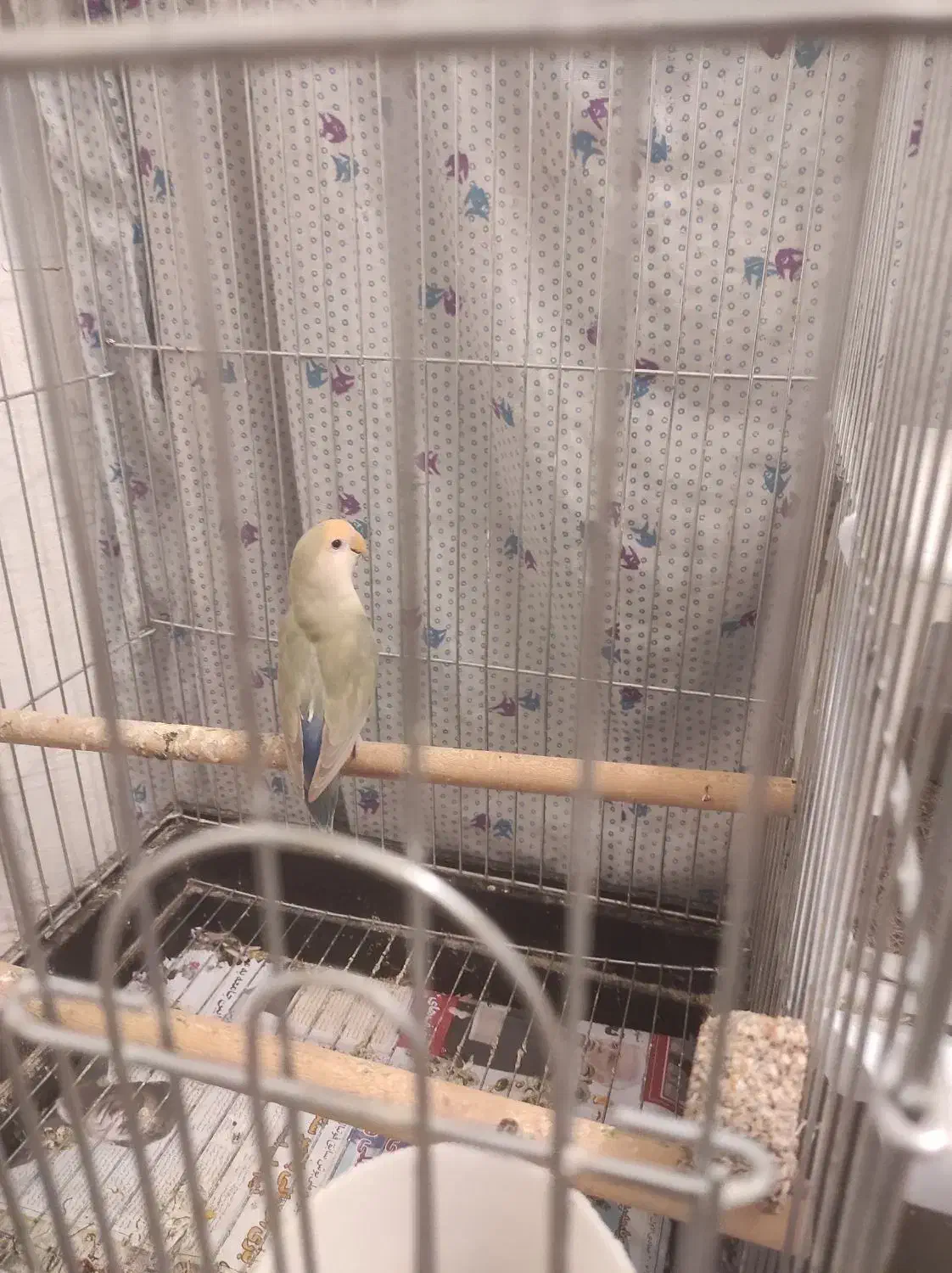 فروش ۳ جفت کوتوله برزیلی|پرنده|شیراز, تندگویان|دیوار