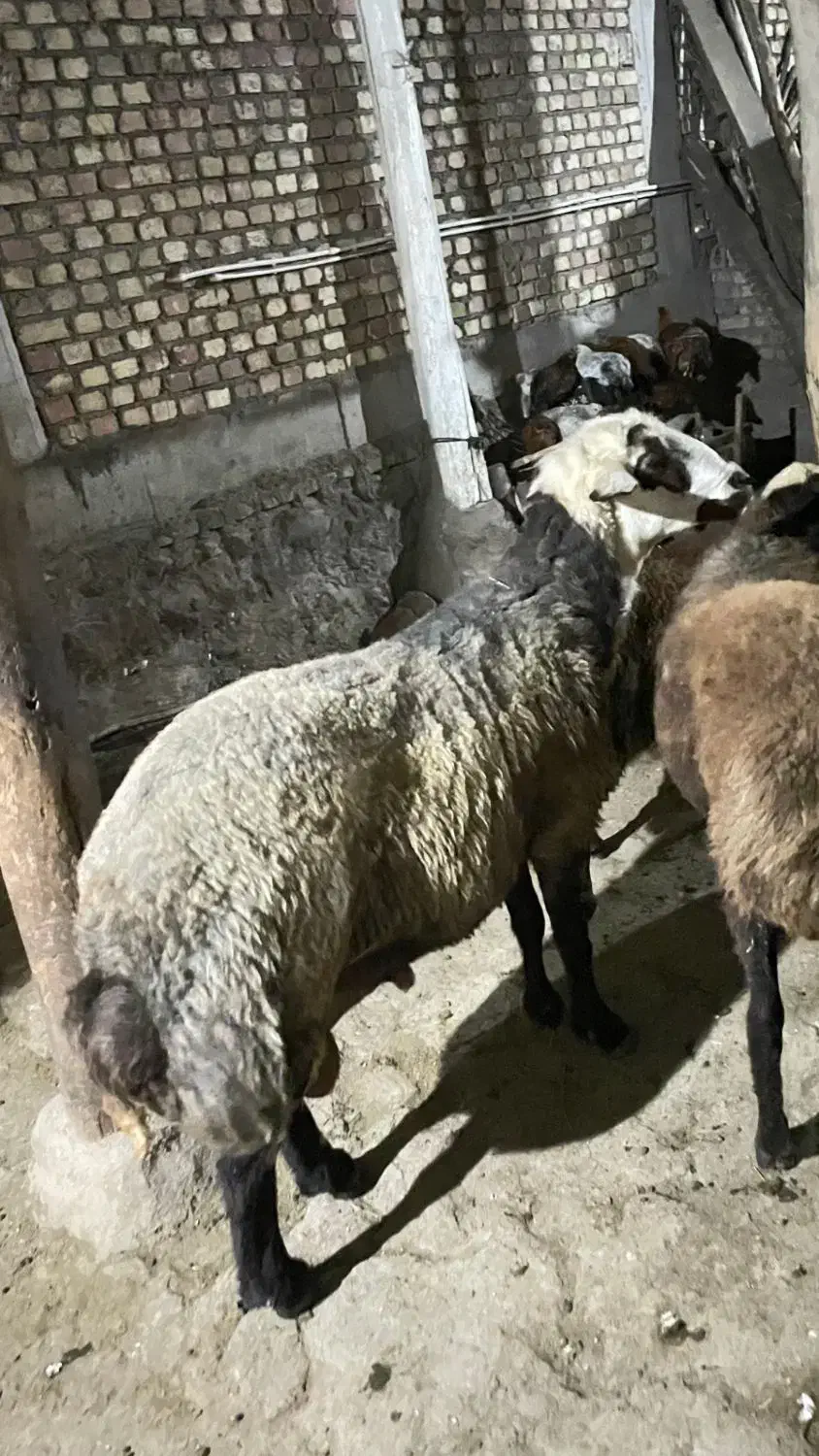 قوچ جوان و کاملا سلامت سرحال، نژاد افشار|حیوانات مزرعه|کوثر, |دیوار