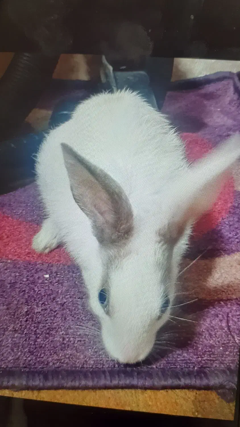 یک عددخرگوش بازیگوش.|موش و خرگوش|مشهد, آیت الله خامنه‌ای|دیوار