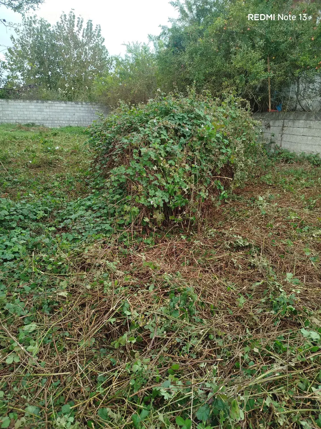 چمن زنی وعلف زنی|خدمات باغبانی و درختکاری|خمام, |دیوار