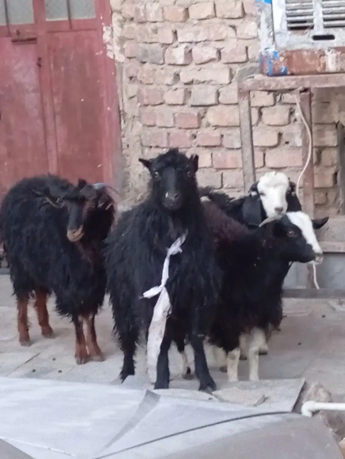 دوتاکهره یک سال چتی ودوتاکهره کله سفید۶ماه|حیوانات مزرعه|زاهدان, |دیوار