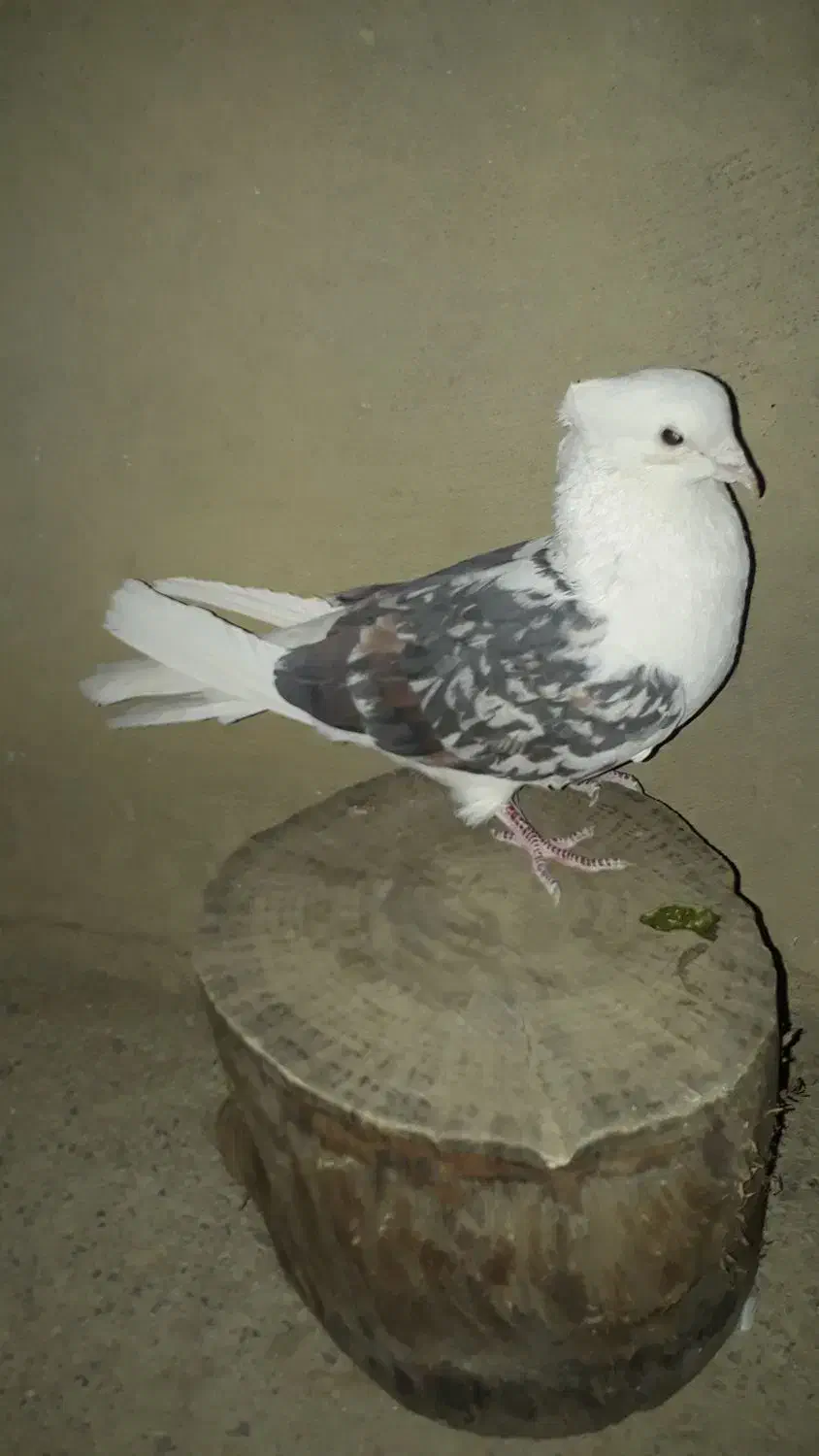 کبوتر نر خوشونه|پرنده|الشتر, |دیوار