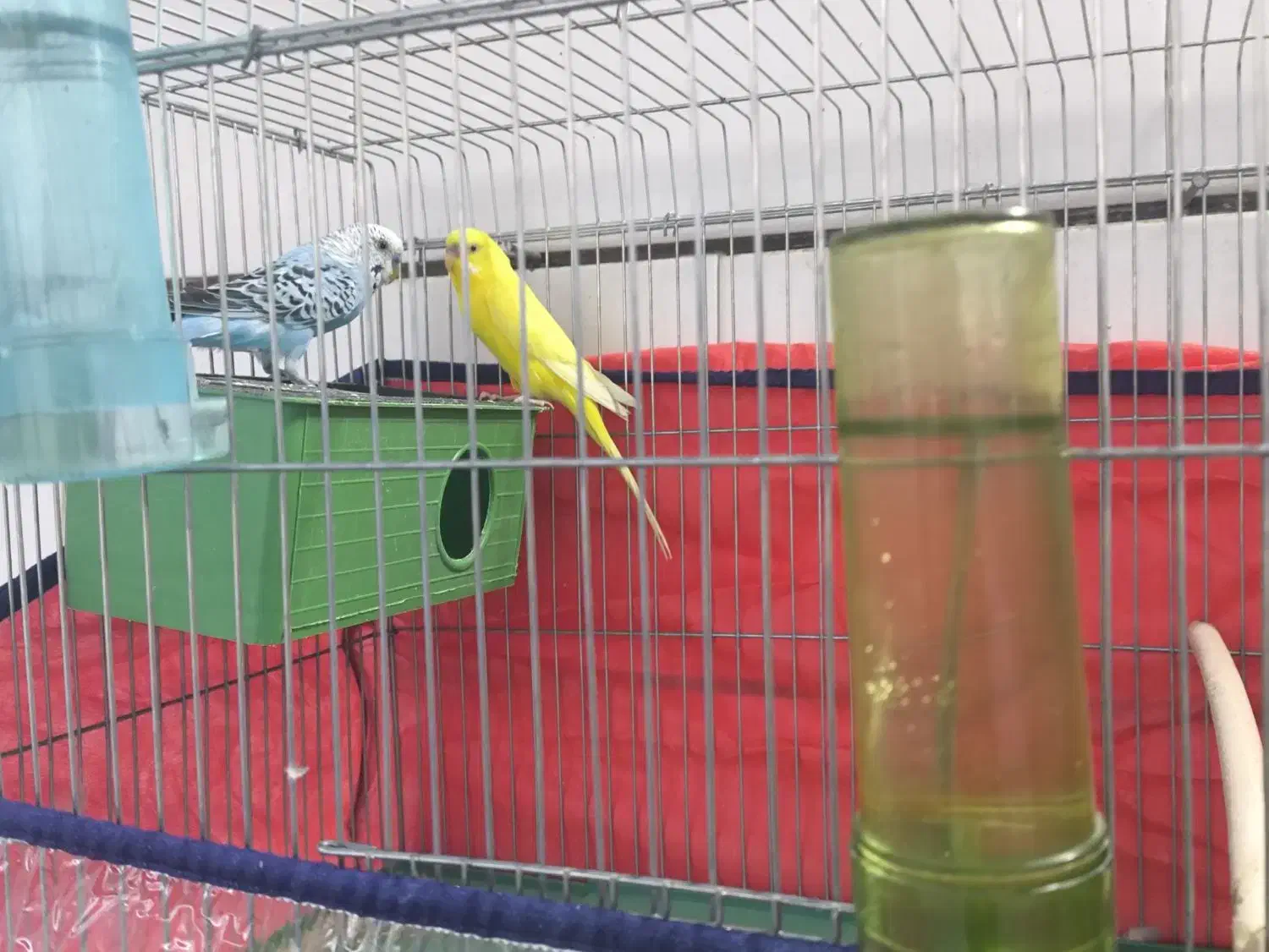 فروش دو جفت مرغ عشق انگلیسی|پرنده|داراب, |دیوار