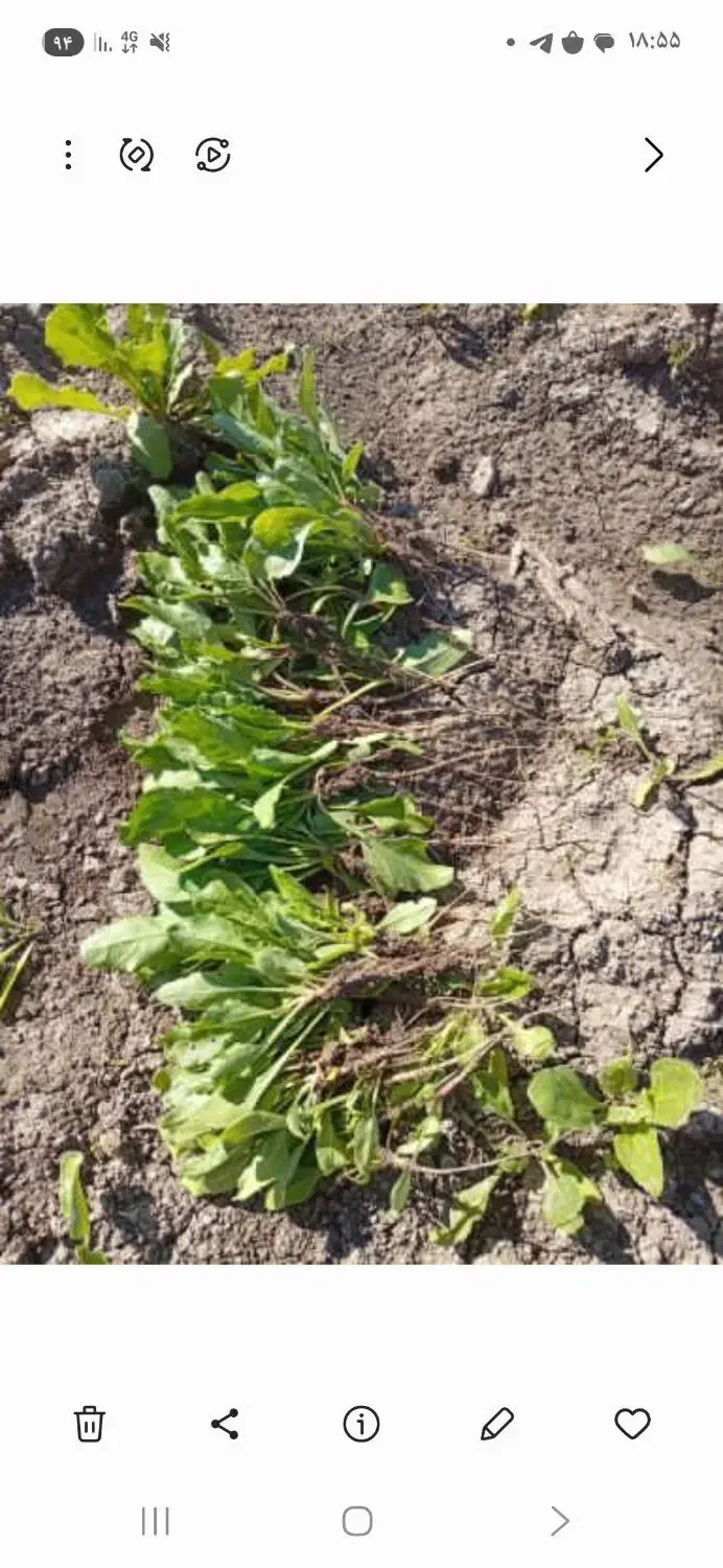 فروش نشاه چغندر به صورت عمده|گل و گیاه طبیعی|سرپل ذهاب, |دیوار