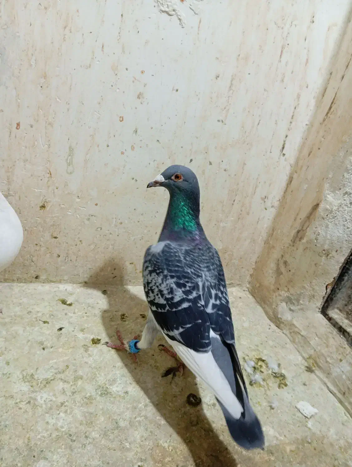 سار هفترنگ قره پولکی سبز|پرنده|مشهد, شهید قربانی|دیوار