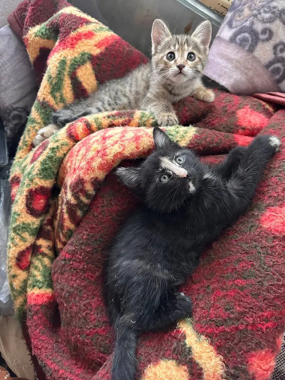 وگزاری گربه|گربه|قم, تعویض پلاک|دیوار