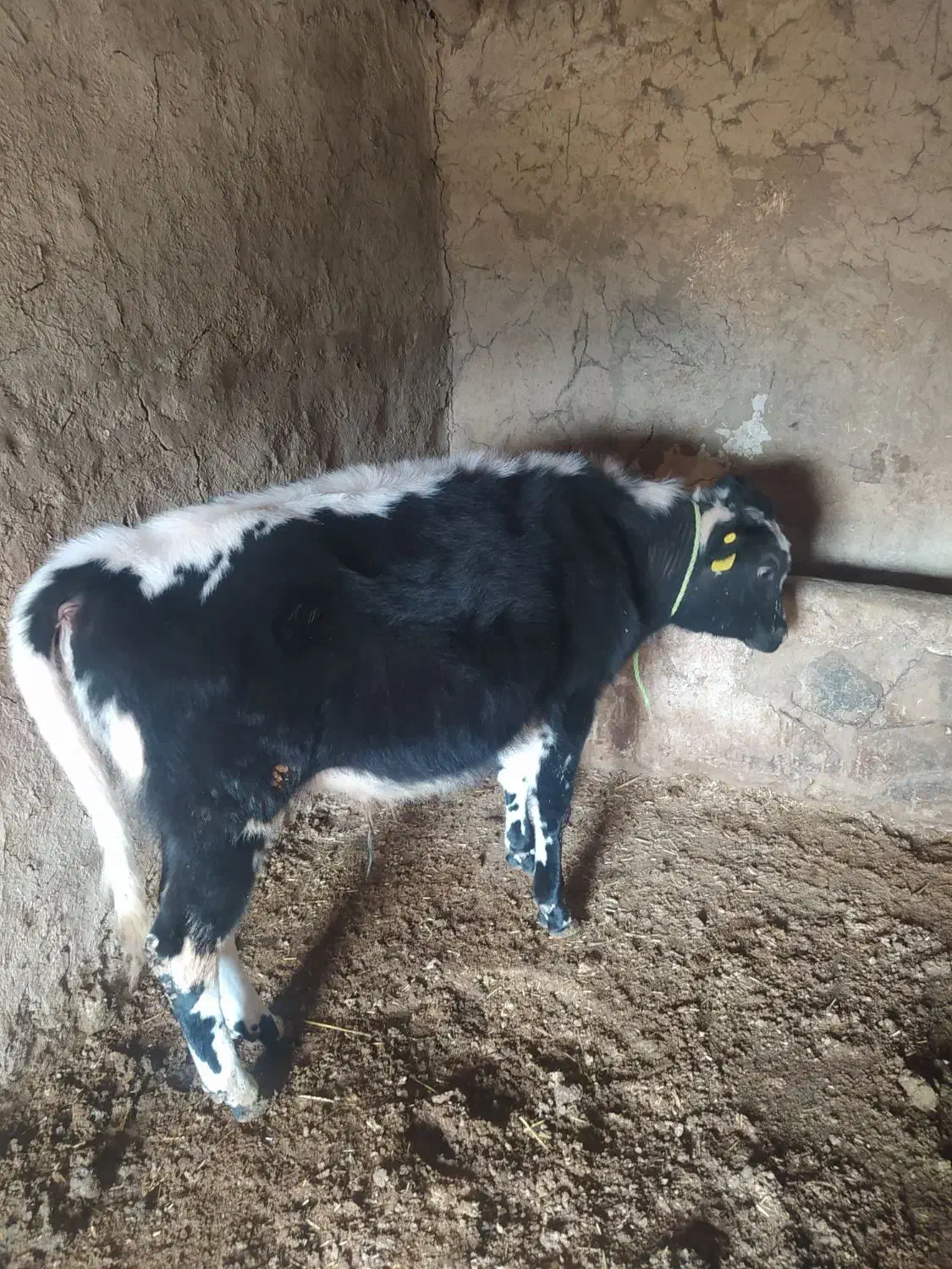 گوساله دورگه|حیوانات مزرعه|بیله سوار, |دیوار