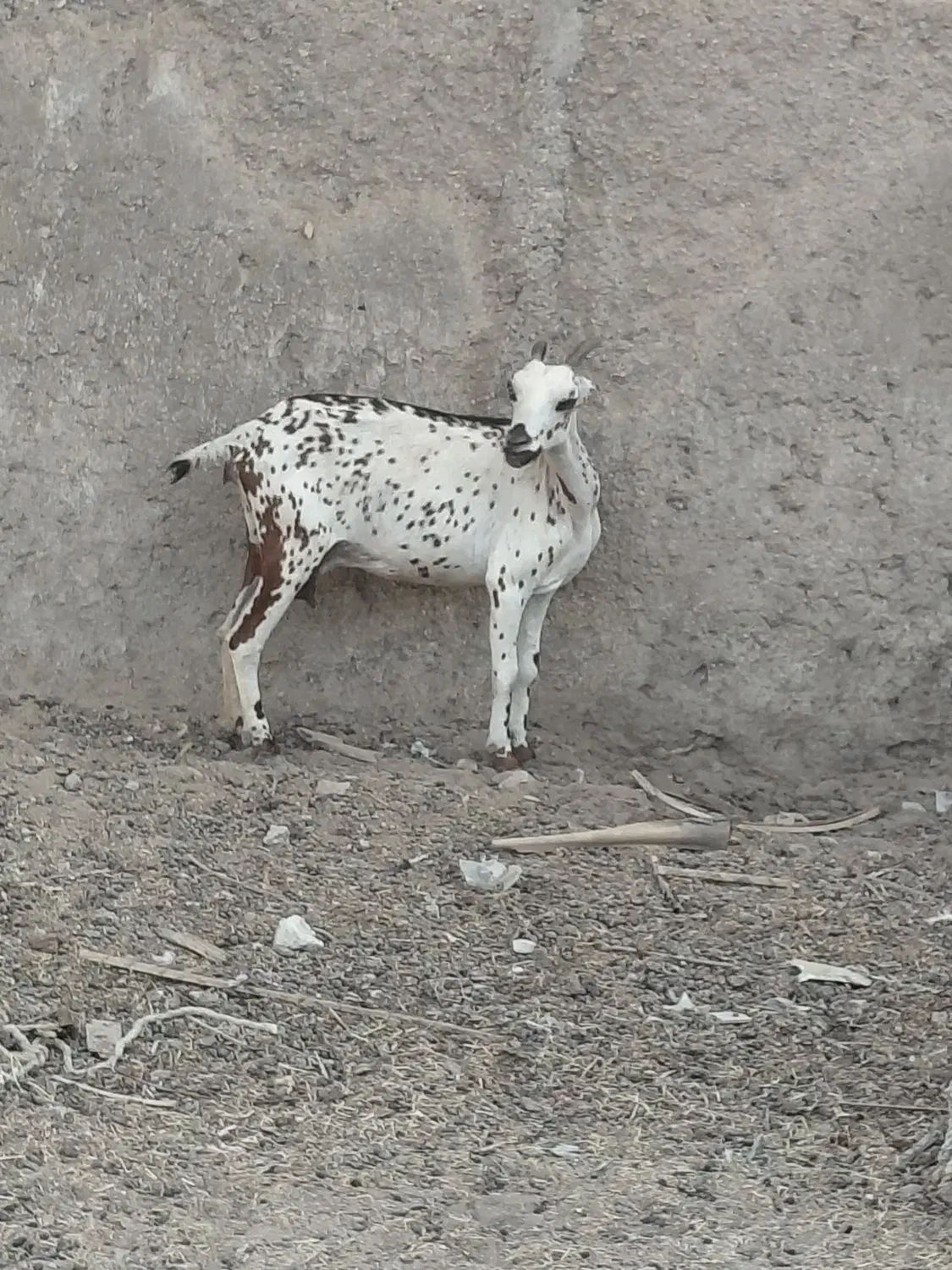 چند بز داشتی|حیوانات مزرعه|خمیر, |دیوار