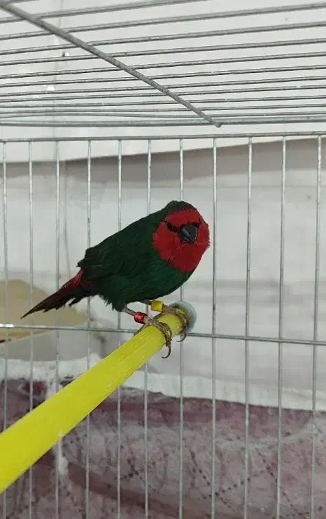 فنچ گلدین فنچ طوطیوار|پرنده|اردبیل, |دیوار