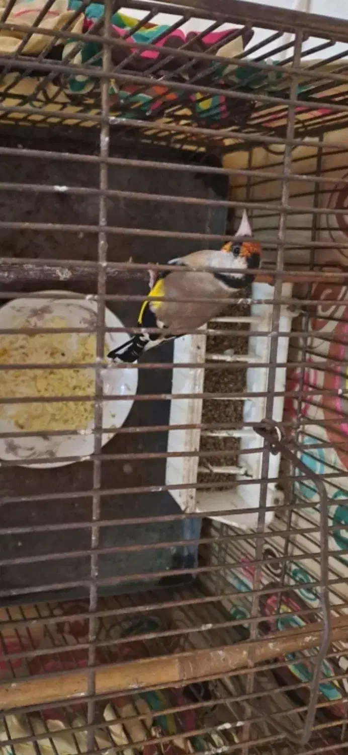 سهره نر جوجه قفس بخون|پرنده|فردیس, سپید دشت|دیوار