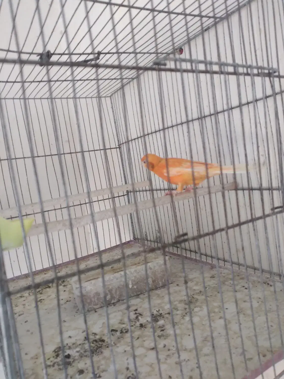 قناری رد فاکتور|پرنده|مبارکه, |دیوار