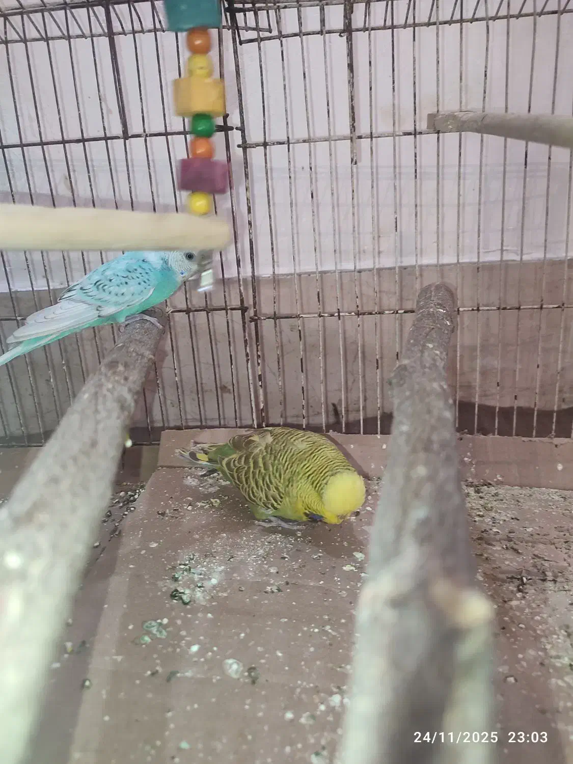 مرغ عشق|پرنده|برازجان, |دیوار