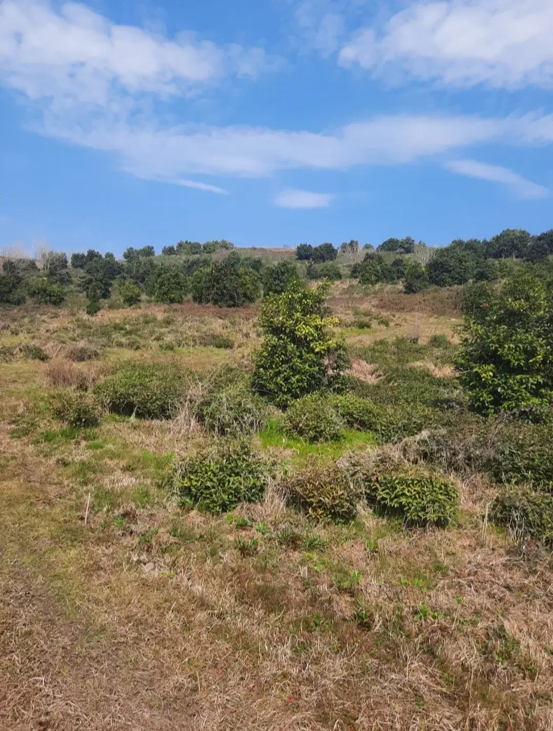 ۵ هکتار زمین باغی با درختان مرکبات اطاقور|فروش زمین و ملک کلنگی|اطاقور, |دیوار