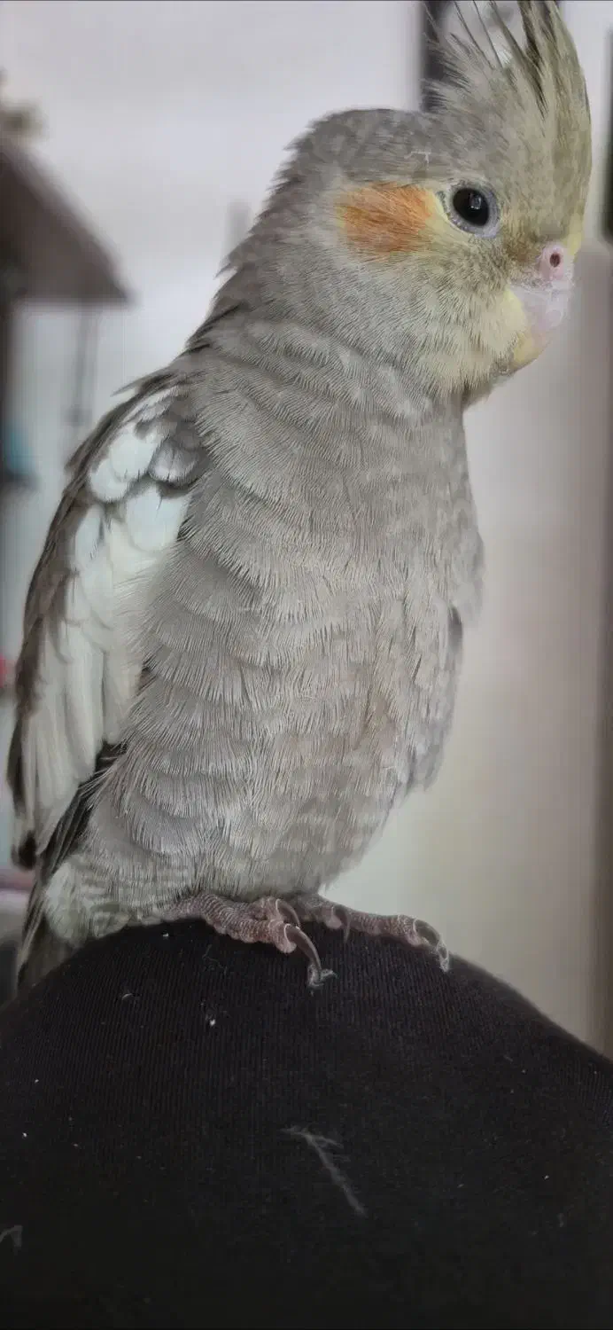 عروس هلندی گمشده|حیوانات|شیراز, بعثت|دیوار