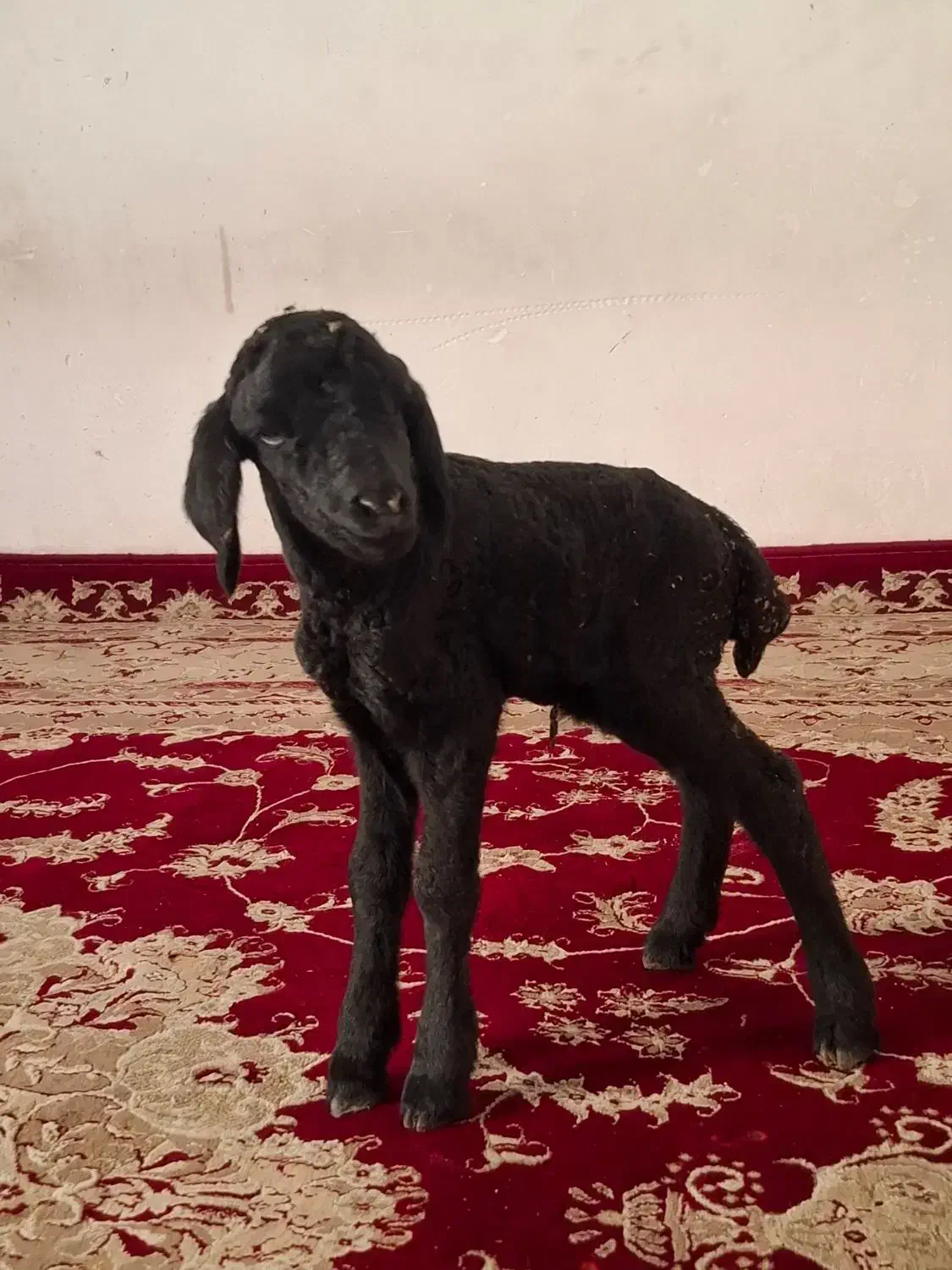 بره شیری|حیوانات مزرعه|پاکدشت, پاکدشت (مامازند)|دیوار