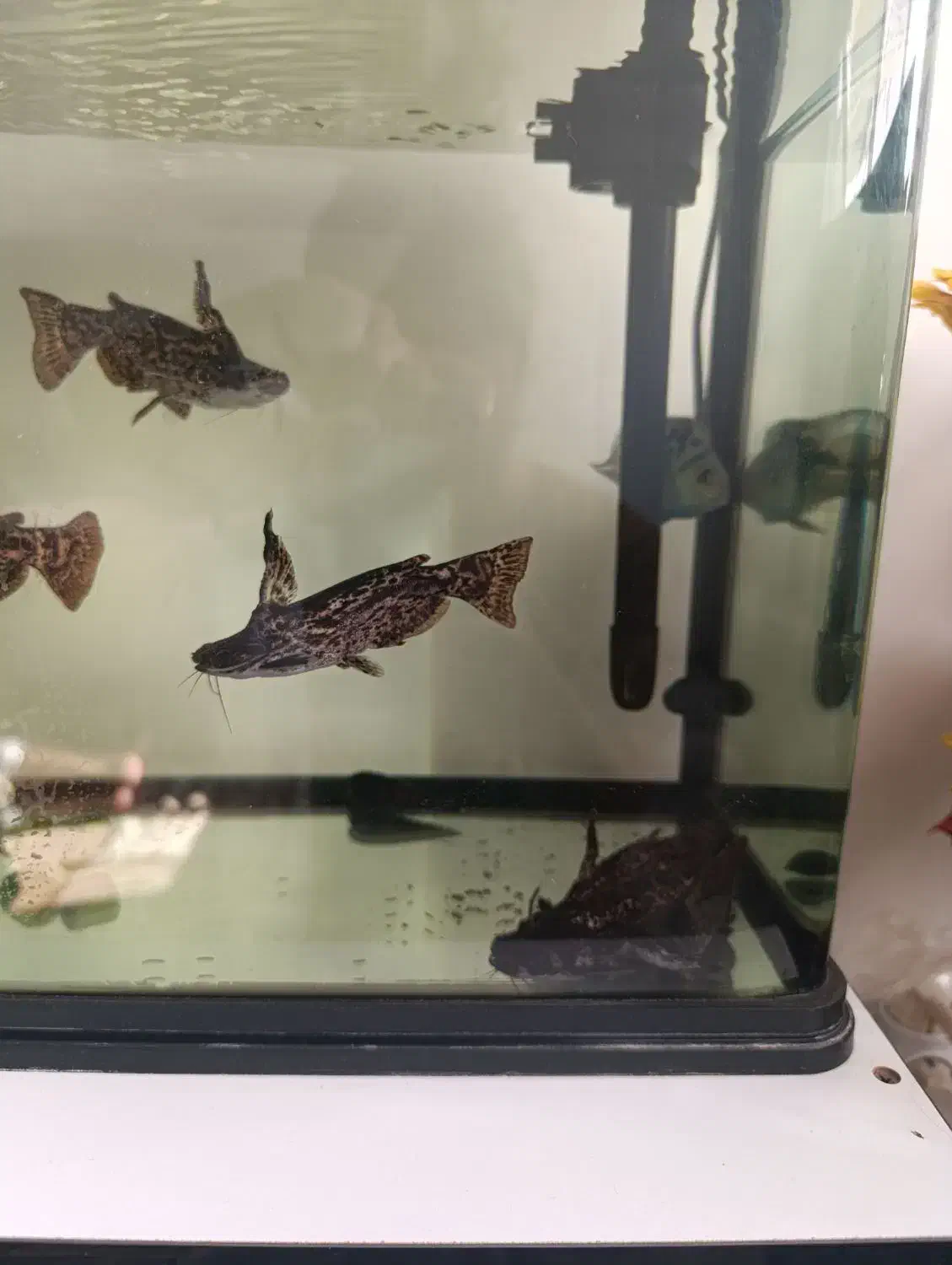 ماهی کت چوبی 6عدد|ماهی|اندیشه, اندیشه فاز ۴|دیوار