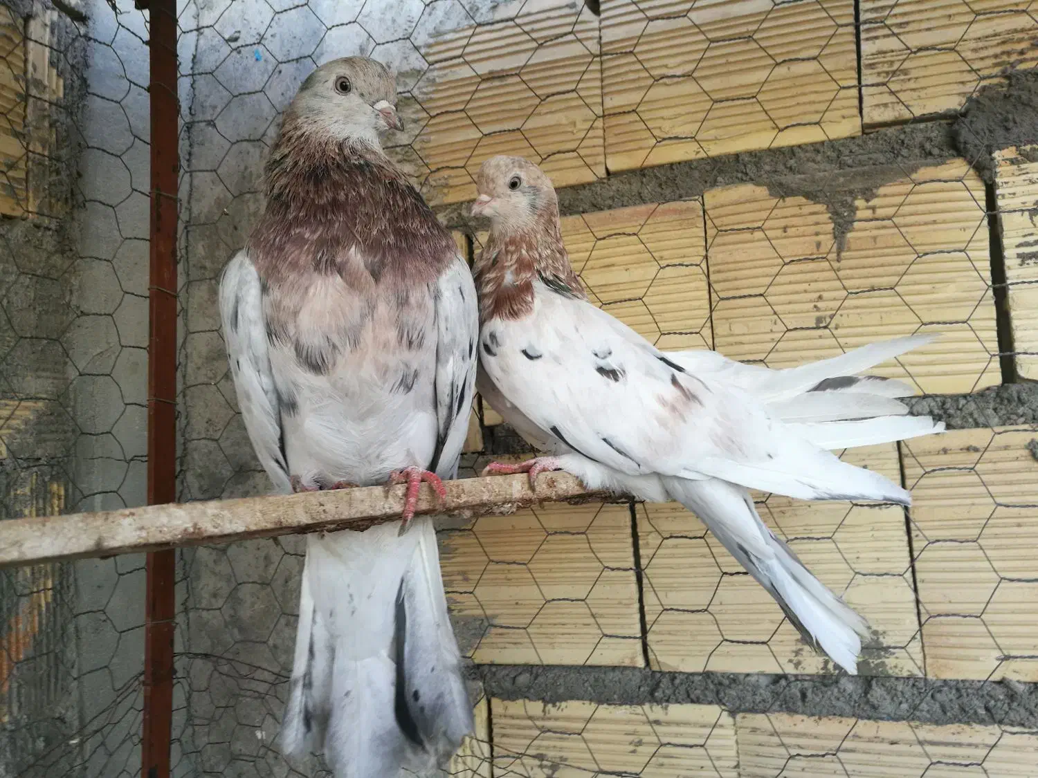 سرول لیمویی|پرنده|قشلاق دشت, |دیوار