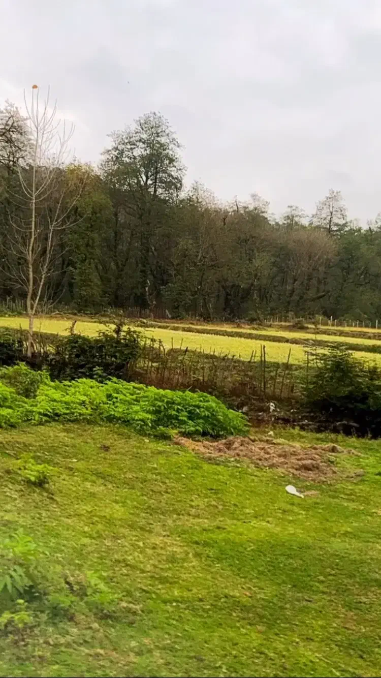 زمین مسکونی وباغی وباغ چای سنددار|فروش زمین و ملک کلنگی|سیاهکل, |دیوار