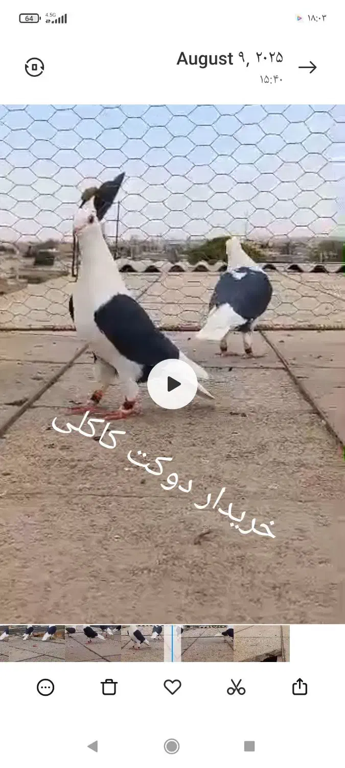 کبوتر دوکت سیاه کاملی|پرنده|شیراز, اکبر آباد|دیوار