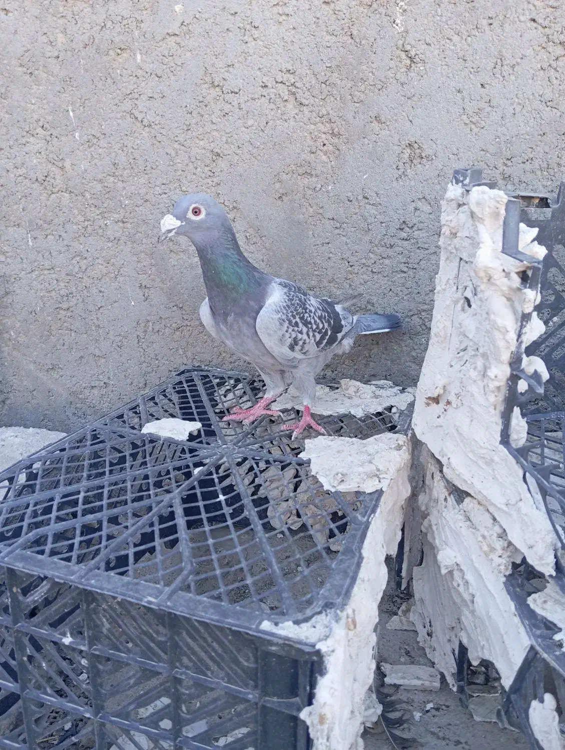 کبوتر|پرنده|زهک, |دیوار