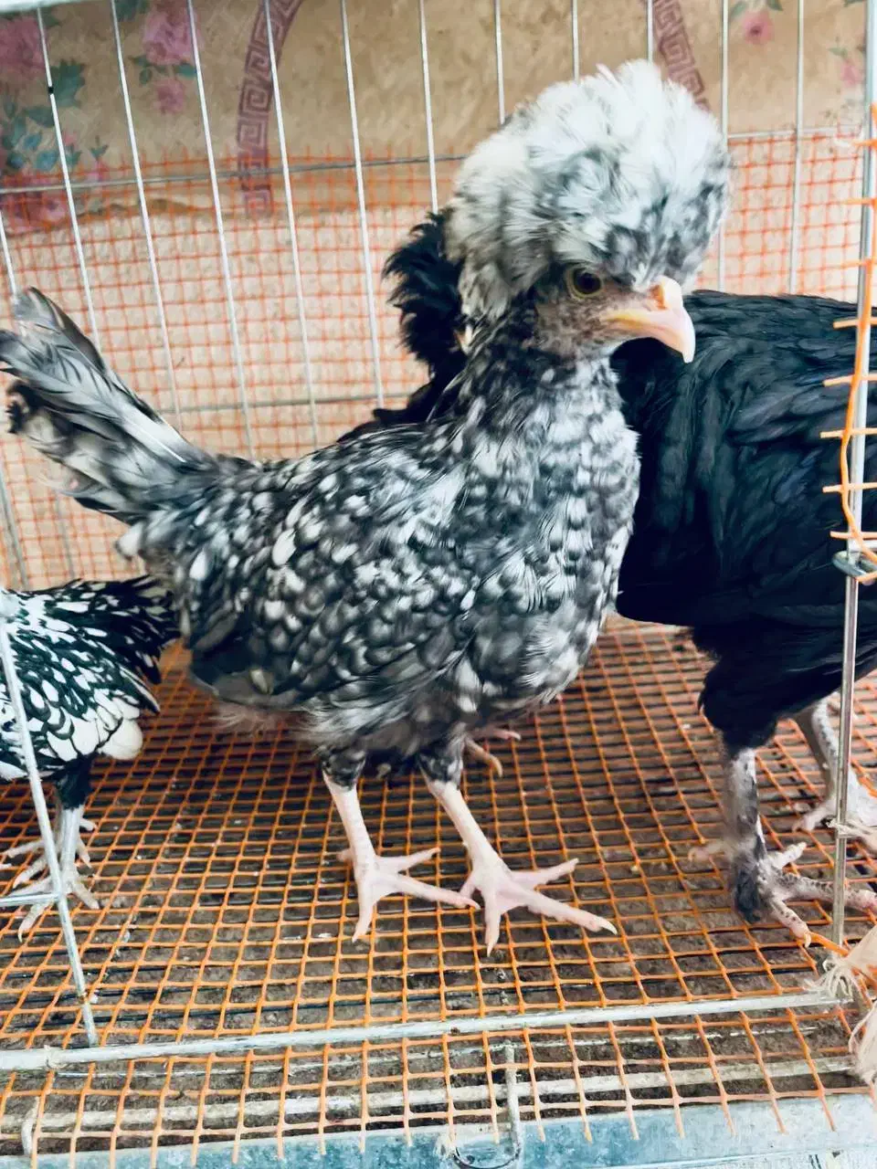 نیمچه لهستانی مرغ و خروس|حیوانات مزرعه|اصفهان, شهرک کوثر|دیوار