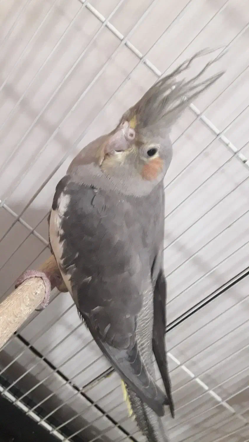 عروس هلندی ناز و باحال جفت|پرنده|پیر بکران, |دیوار