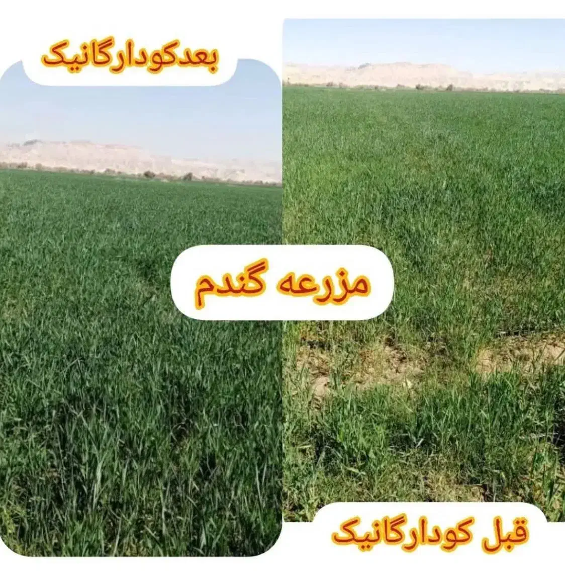 کارشناس کشاورزی،باغداری،گلخانه|خدمات باغبانی و درختکاری|اصفهان, سنبلستان|دیوار