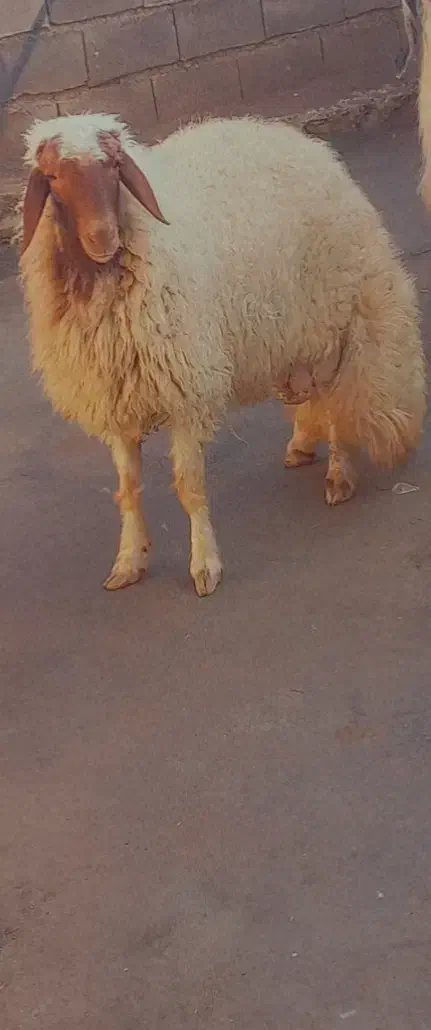 قوچ سنجابی گوسفند|حیوانات مزرعه|ماهیدشت, |دیوار