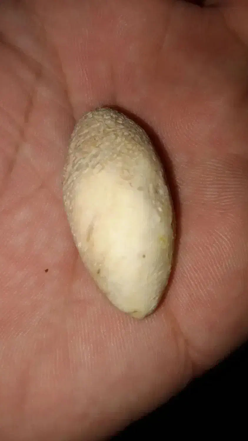 مهره خاص|جواهرات|کرمان, |دیوار