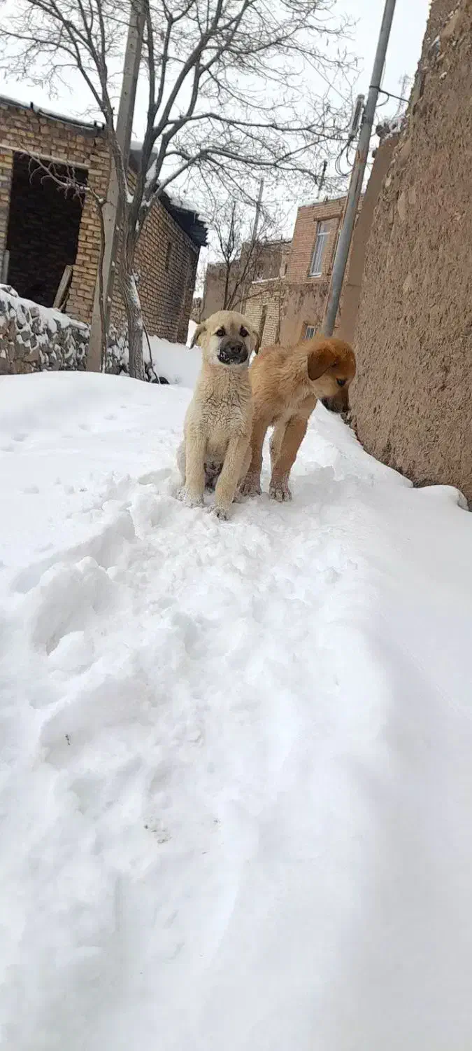 توله سگ|سگ|سده (خراسان جنوبی), |دیوار