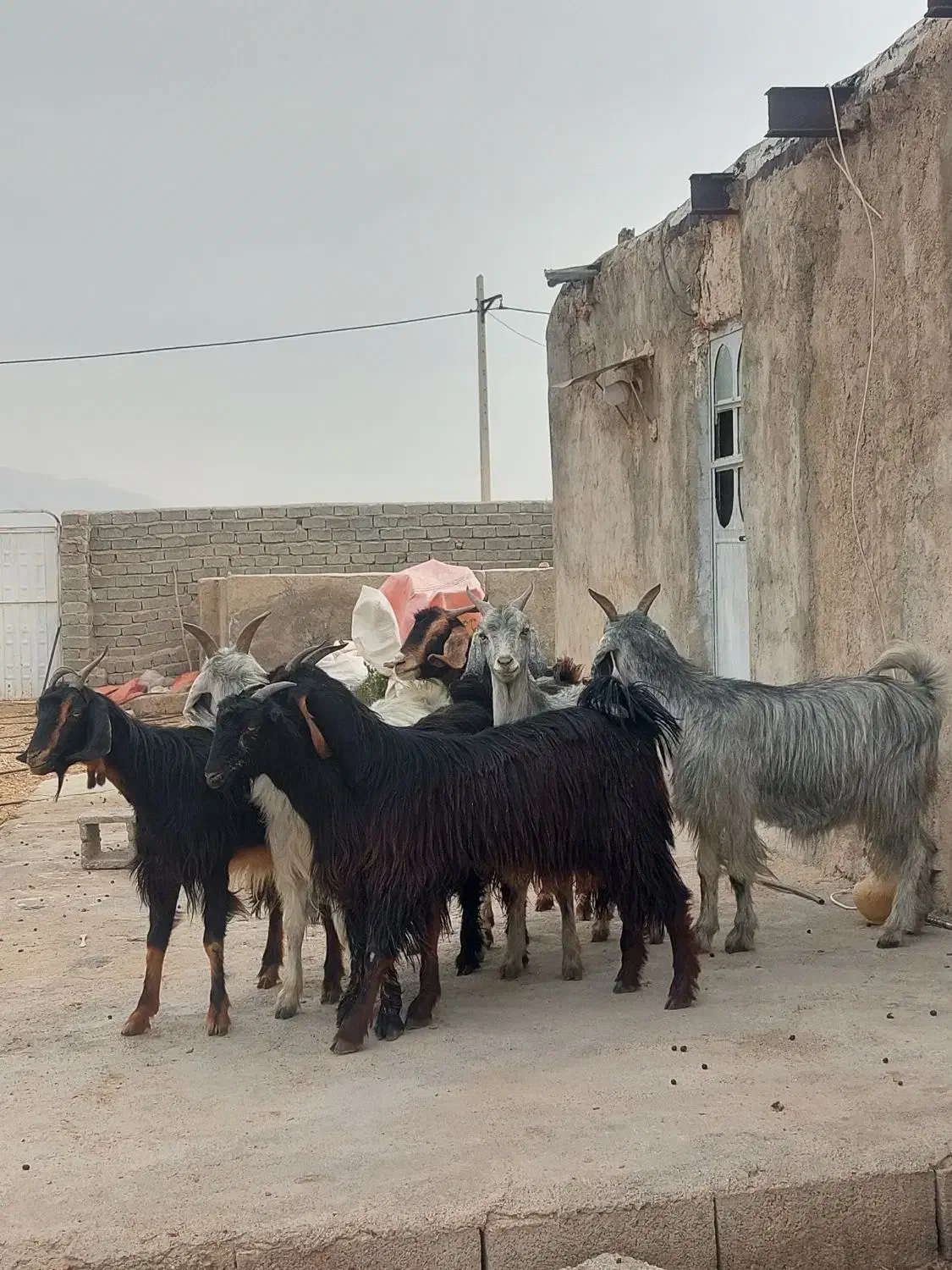 فروش ۷ راس کلر بز جنس/دار آبستن گلون در فیروزاباد|حیوانات مزرعه|فیروزآباد (فارس), |دیوار
