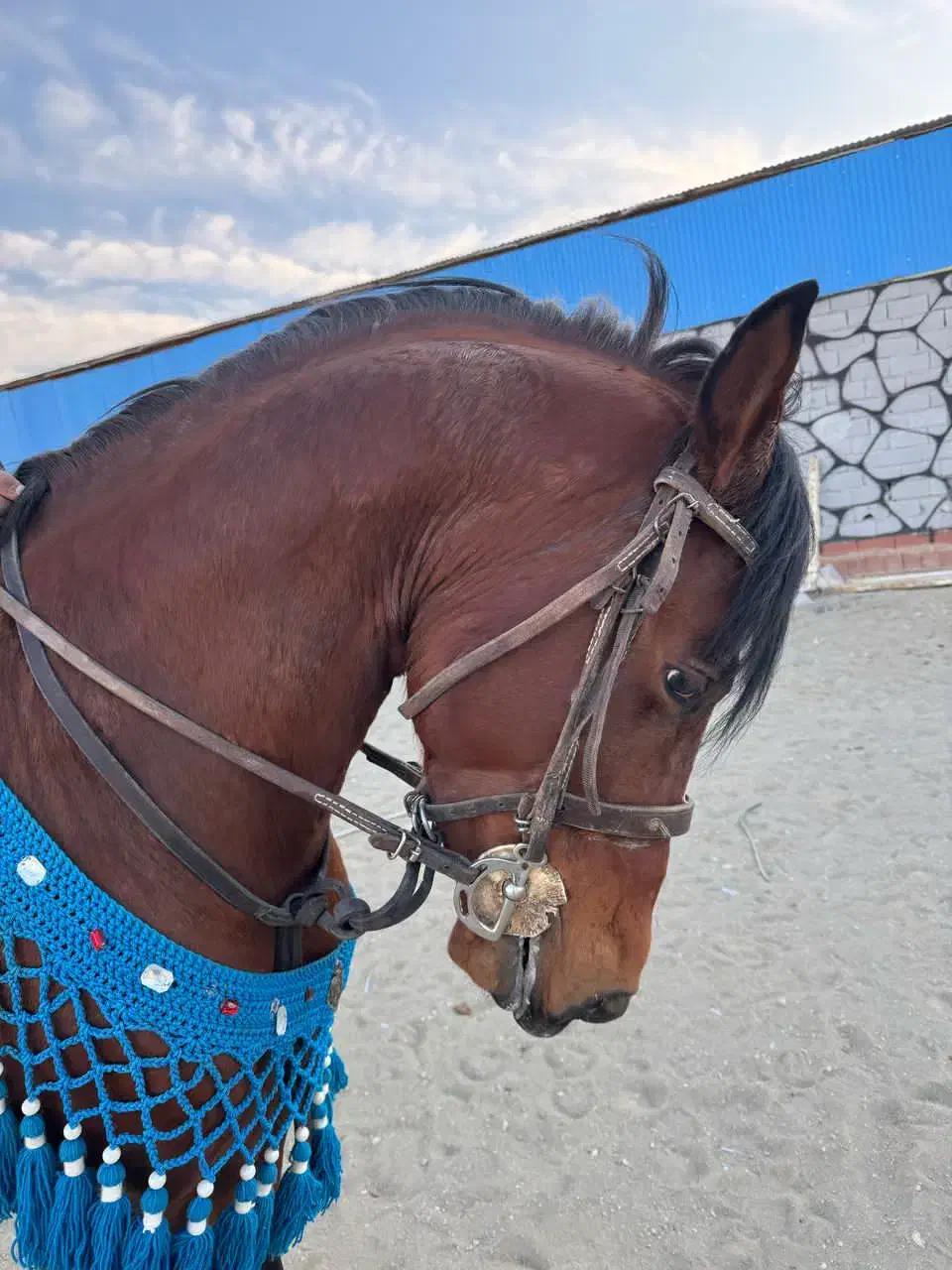 دره شور زیر قیمت بی نظیر شجره دار به شرط کارشناسی|اسب و تجهیزات اسب‌سواری|باقرشهر, |دیوار