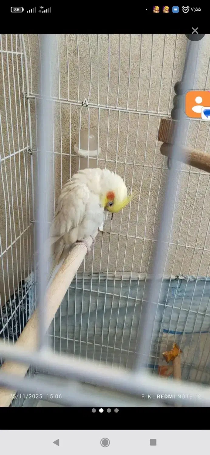 عروس هلندی جفت|پرنده|کبودرآهنگ, |دیوار