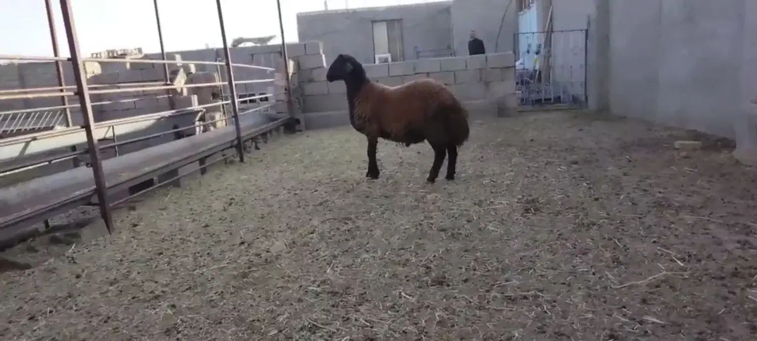 بره قوچ همو|حیوانات مزرعه|سبزوار, رباط|دیوار