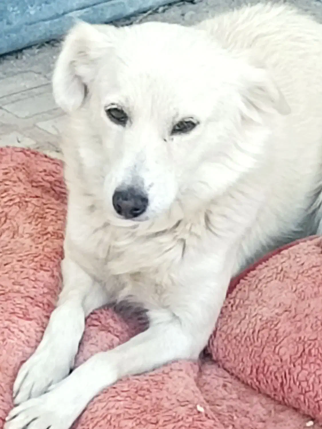 واگذاری سگ اشپیتز|سگ|فسا, |دیوار