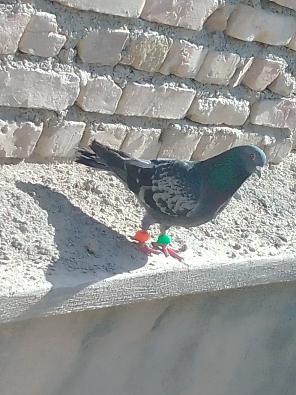 کبوتر سنگی|پرنده|سراوان, |دیوار