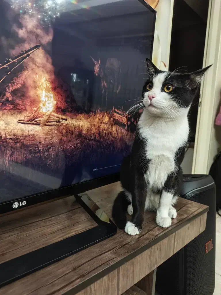 واگذاری گربه نر1ساله|گربه|کرج, کمال‌شهر|دیوار