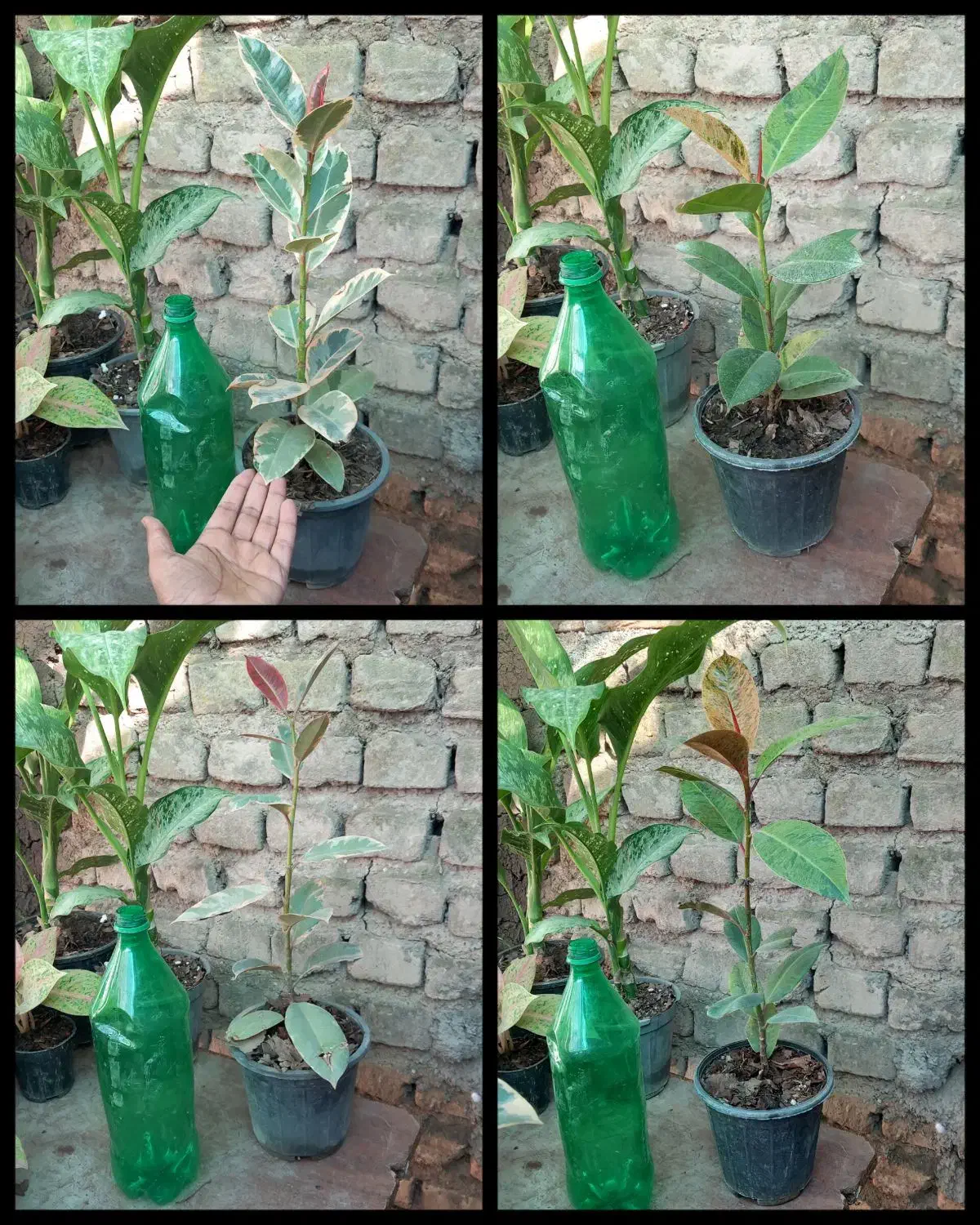 فروش گلهای آپارتمانی.حراجج|گل و گیاه طبیعی|گنبد کاووس, |دیوار