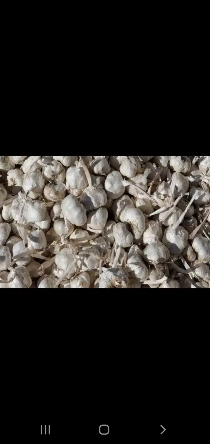 سیر|خوردنی و آشامیدنی|درگزین, |دیوار