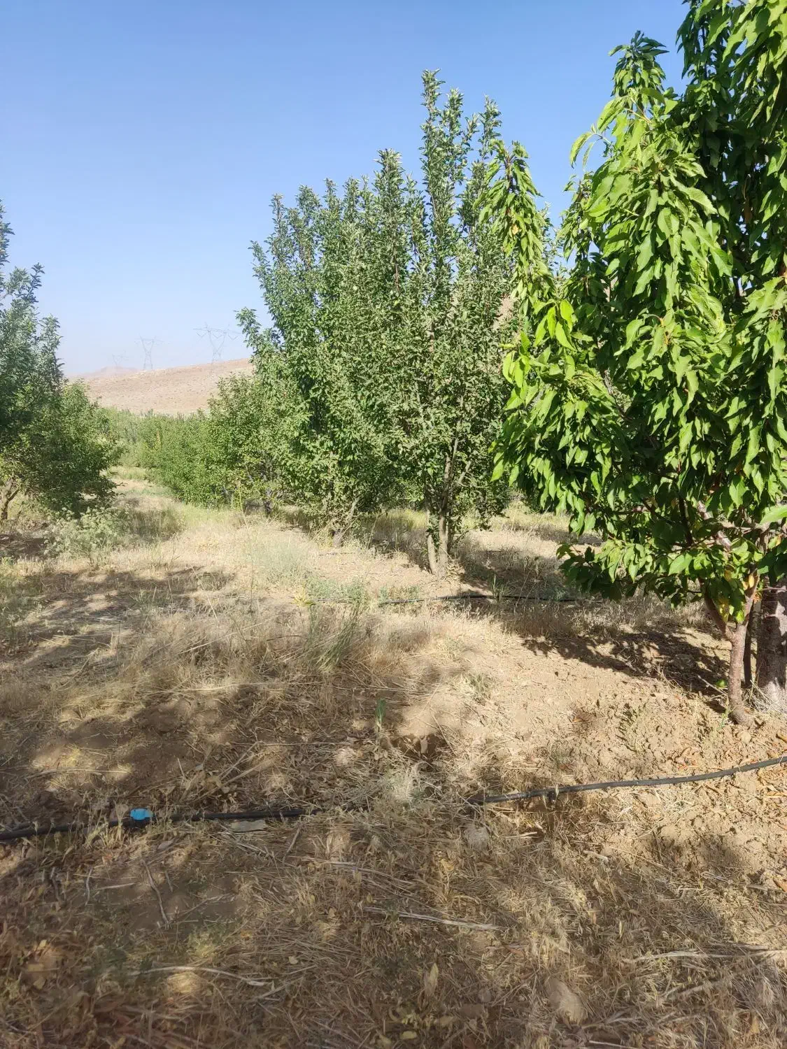 زمین باغچه  و باغ و کشاورزی|فروش دفتر صنعتی، کشاورزی، تجاری|بروجن, |دیوار