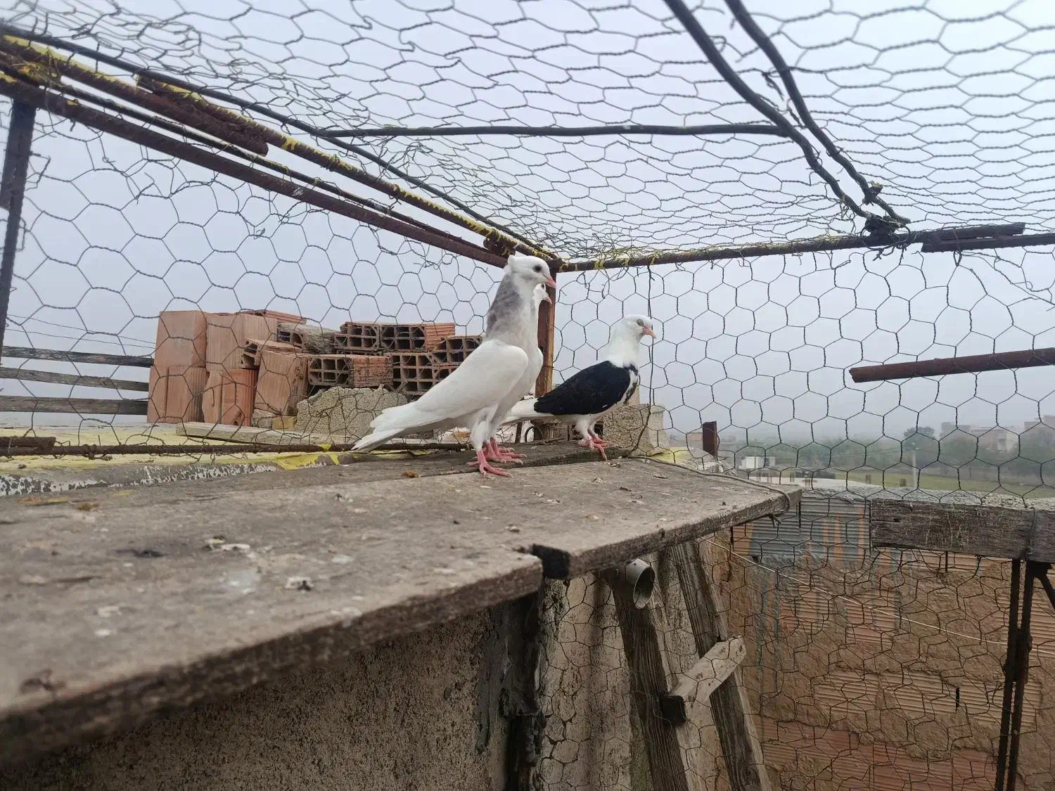 جوجه طوقی،دوبال|پرنده|دلند, |دیوار