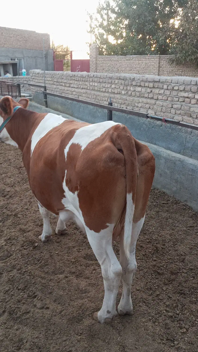 تلبسه چاق ی شکم زاییده|حیوانات مزرعه|پیشوا, |دیوار