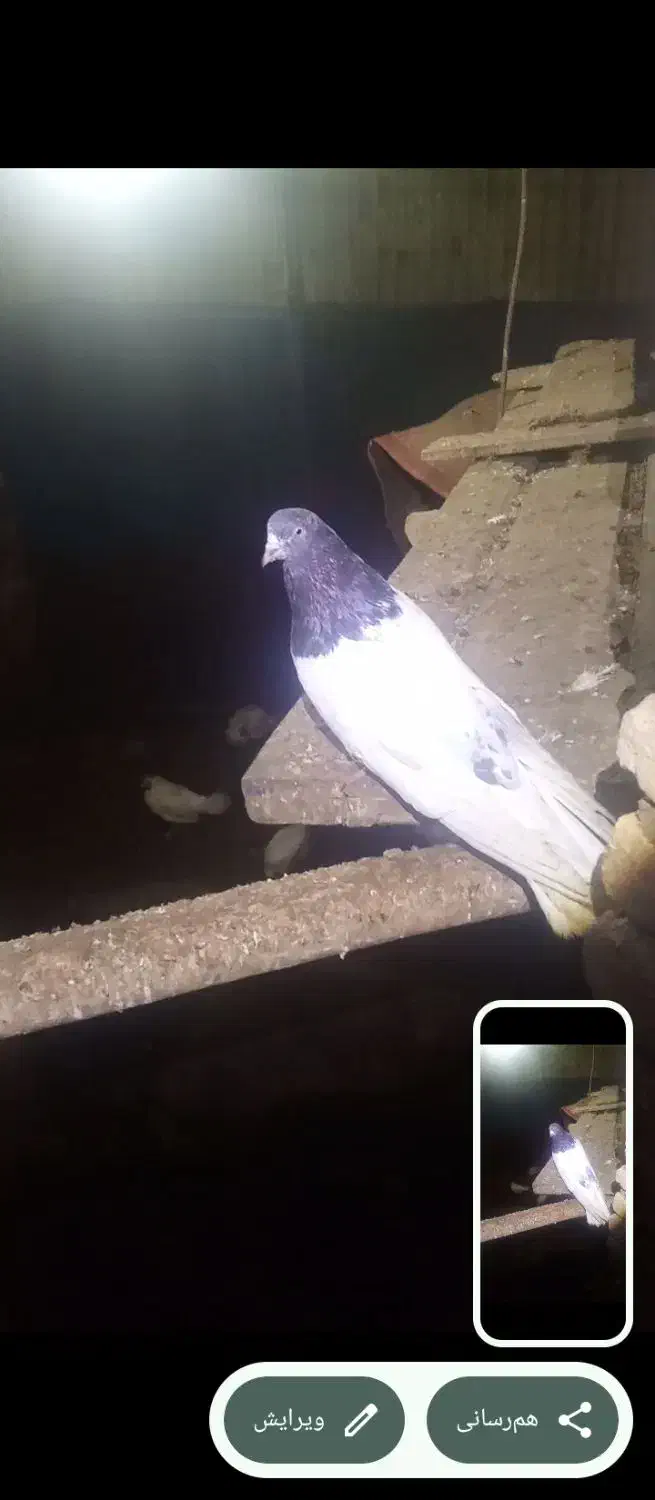 پرنده|پرنده|ترکمانچای, |دیوار