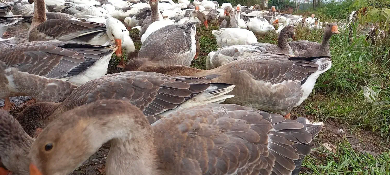 غاز محلی۶کیلویی|حیوانات مزرعه|قائم‌شهر, |دیوار
